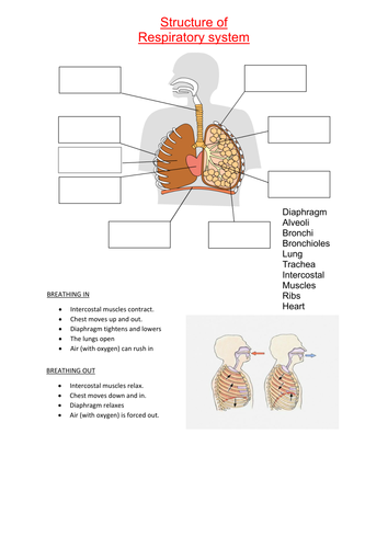Edexcel GCSE P.E 9-1 - Respiratory system/gas exchange/tidal volume