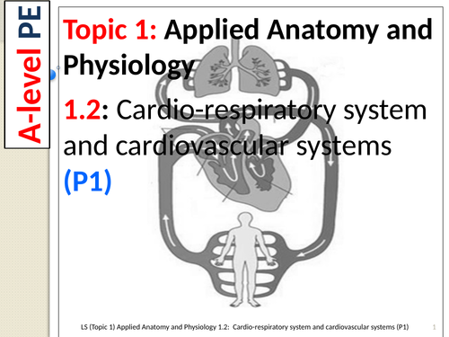 A-level PE EDEXCEL (Spec 2016) 1.2: Cardio-Respiratory System & Cardiovascular System (Part 1)