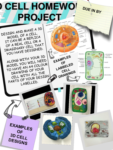 3D CELL HOMEWORK PROJECT SHEETS - photos of student examples and ...