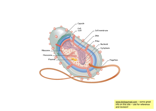 Prokaryotic Cells | Teaching Resources