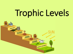 New AQA GCSE Biology Trophic Levels Lesson by chalky1234567 - Teaching