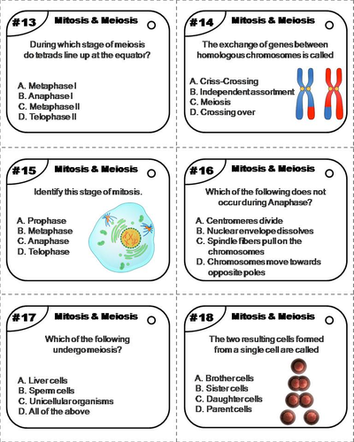 Mitosis and Meiosis Task Cards | Teaching Resources