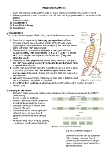 3.4.1 and 3.4.2 AQA DNA, genes, chromosomes and Protein Synthesis (and ...