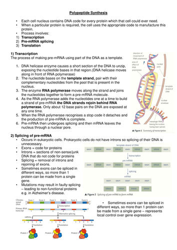 3.4.1 and 3.4.2 AQA DNA, genes, chromosomes and Protein Synthesis (and ...