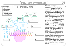 biology worksheet protein synthesis