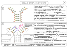 A Level Biology Worksheet Pack on DNA and Protein