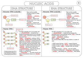 A Level Biology Worksheet Pack On Dna And Protein Synthesis By