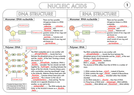 A Level Biology Worksheet Pack on DNA and Protein ...