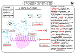 A Level Biology Worksheet Pack on DNA and Protein Synthesis by