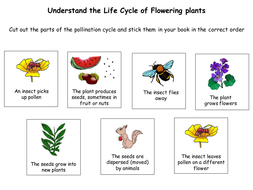 Interview/Observation lesson (Year 3) - Life cycle of a plant and