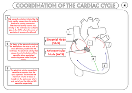A Level Biology: Worksheet Pack on Heart Structure and the Cardiac