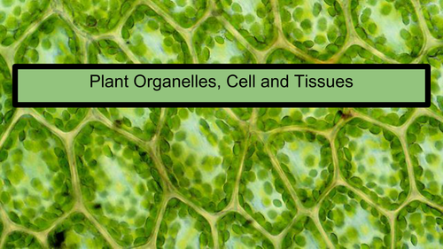 Plant organelles and Cells for EAL language in science Y7 | Teaching ...