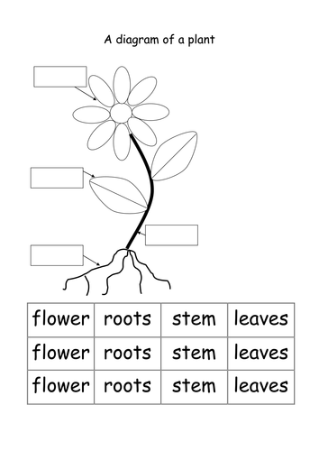 Label parts of a plant / flower | Teaching Resources