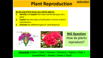 Plant Reproduction | Teaching Resources