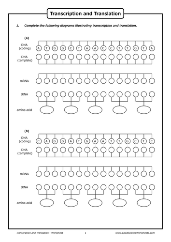 DNA Transcription | Teaching Resources