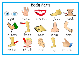 Body Parts Poster/Flash Cards/Matching Game - Toddlers/SEN ...