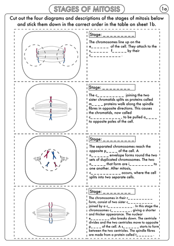 A Level Biology: Mitosis Activity | Teaching Resources