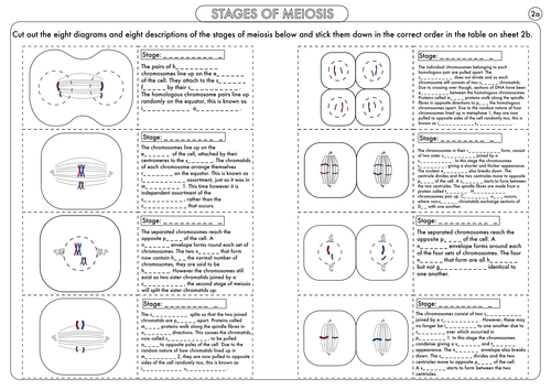 meiosis stages worksheet