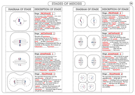 A Level Biology: Meiosis Activity by beckystoke - Teaching Resources - Tes