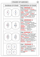 A Level Biology: Meiosis Activity | Teaching Resources