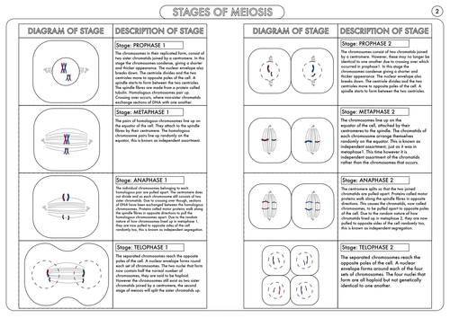 mitosis stages diagram black and white