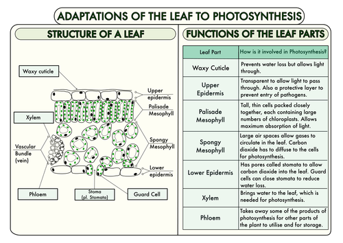 GCSE Plant Biology Posters