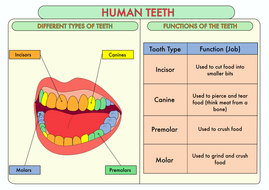 Science Poster Pack On The Digestive System and Teeth for Year 4 ...