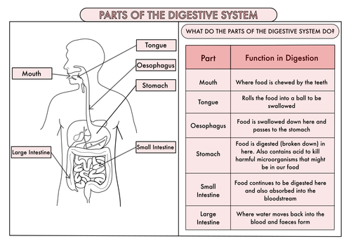 Science Poster Pack On The Digestive System and Teeth for Year 4