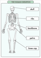 Science Poster Pack on the Skeleton and Muscles for Year 3 | Teaching ...