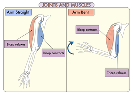 Science Poster Pack on the Skeleton and Muscles for Year 3 | Teaching