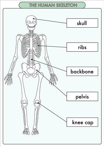Science Poster Pack on the Skeleton and Muscles for Year 3