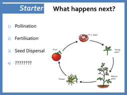 Germination by ReviseChemistryUK | Teaching Resources