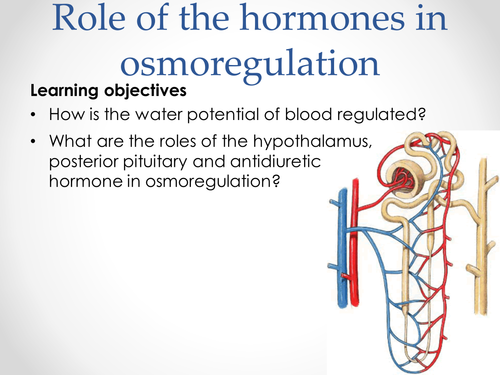 AQA A-level Biology (2016 specification). Section 7 Topic 17: 6 Role of hormones in osmoregulation