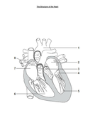 NEW AQA AS Biology Required practical 5 Heart dissection | Teaching ...