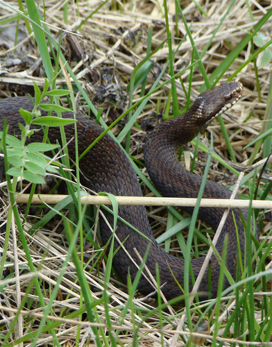 Snakes: Animals and Pets | Teaching Resources