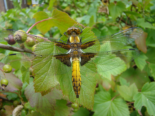 Minibeasts: Dragonflies and Damselflies | Teaching Resources