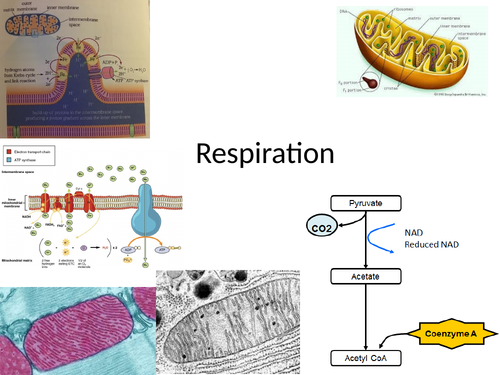 OCR New AS Biology Respiration | Teaching Resources