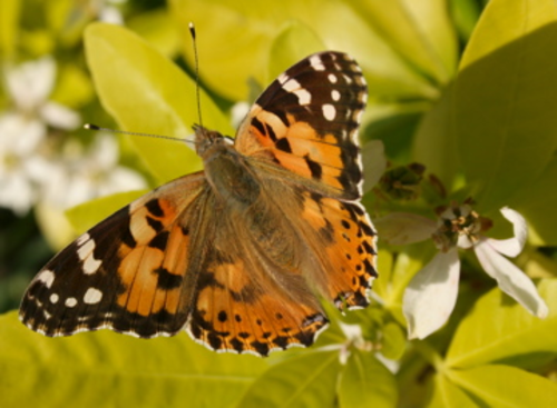 Minibeasts: Butterflies and Moths | Teaching Resources