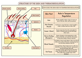 Colour Poster on Skin Structure and Temperature Regulation | Teaching