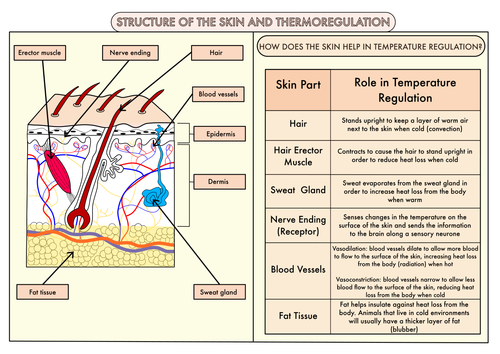 Colour Poster on Skin Structure and Temperature Regulation