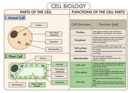 Colour Poster on Structure of Animal and Plant Cells ...