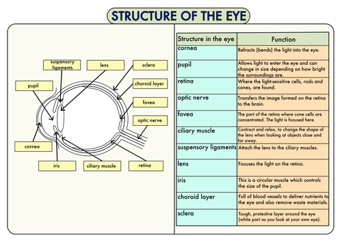 Colour Poster on the Structure of the Eye