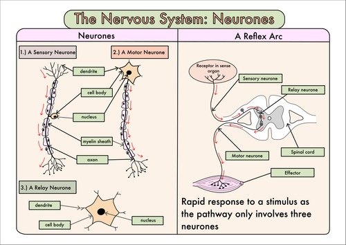 Colour Poster on the Nervous System: Neurones and the Reflex Arc