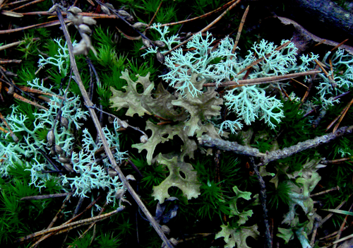 Lichens | Teaching Resources