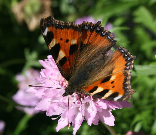 Minibeasts: Butterflies and Moths | Teaching Resources