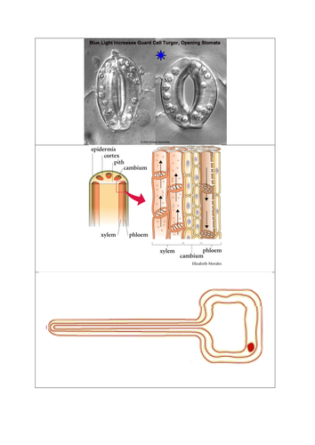 Diffusion and osmosis lesson (Low to middle ability lesson + animations and resources)