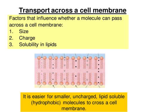 Cell membranes, osmosis, diffusion and facilitated diffusion to AS level pupils