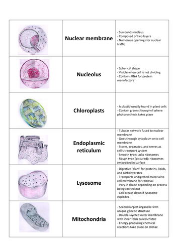 A level Biology - CELLS teaching materials | Teaching Resources