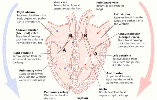 AS Biology Heart (Teaching resources, ppt files, assessments and lesson ...