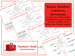 Human Skeleton Labelling Worksheets | Teaching Resources